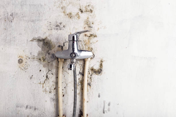 Trusted Cando, ND Mold Removal Experts