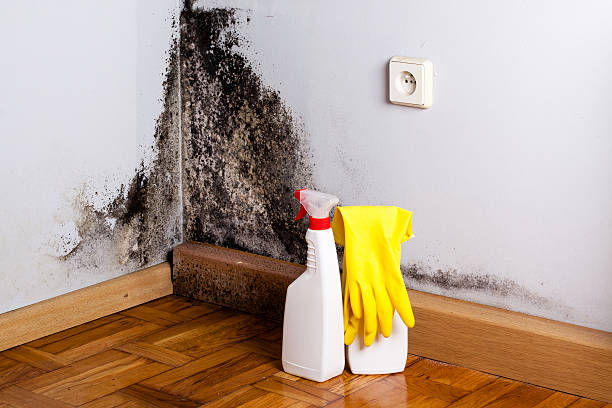 Office Mold Removal Services in Cando, ND