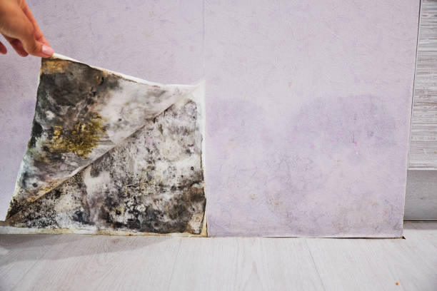 Best Affordable Mold Removal  in Cao, ND
